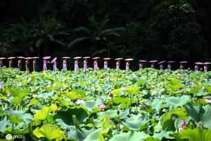 贵州锦屏：田园荷花竞绽放 夏日美景入画来