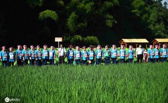 贵州锦屏：田园荷花竞绽放 夏日美景入画来