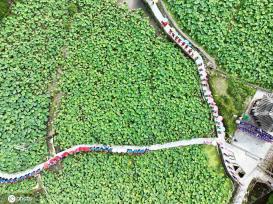 贵州锦屏：田园荷花竞绽放 夏日美景入画来