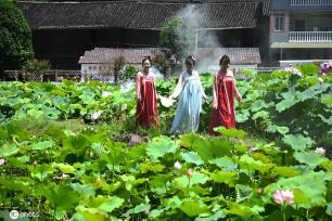 贵州锦屏：田园荷花竞绽放 夏日美景入画来