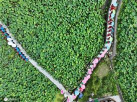 贵州锦屏：田园荷花竞绽放 夏日美景入画来