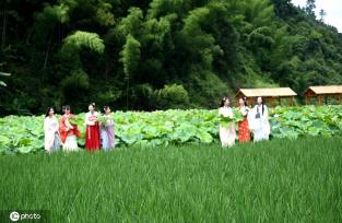 贵州锦屏：田园荷花竞绽放 夏日美景入画来