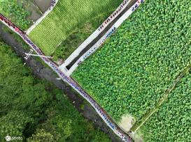 贵州锦屏：田园荷花竞绽放 夏日美景入画来