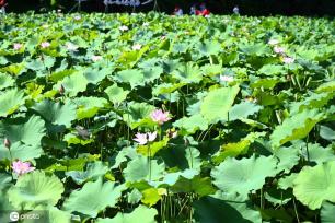 贵州锦屏：田园荷花竞绽放 夏日美景入画来