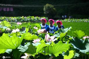 贵州锦屏：田园荷花竞绽放 夏日美景入画来