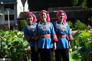 贵州锦屏：田园荷花竞绽放 夏日美景入画来