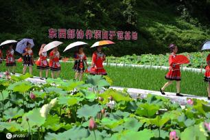 贵州锦屏：田园荷花竞绽放 夏日美景入画来