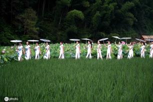 贵州锦屏：田园荷花竞绽放 夏日美景入画来