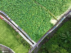 贵州锦屏：田园荷花竞绽放 夏日美景入画来