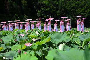 贵州锦屏：田园荷花竞绽放 夏日美景入画来