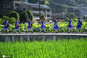 贵州锦屏：田园荷花竞绽放 夏日美景入画来