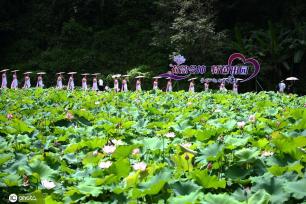 贵州锦屏：田园荷花竞绽放 夏日美景入画来