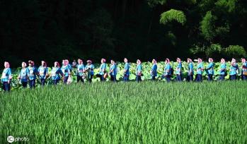 贵州锦屏：田园荷花竞绽放 夏日美景入画来