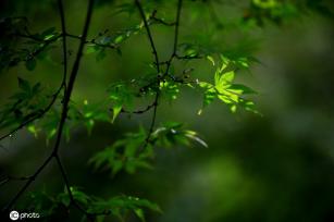 江苏淮安：雨后植物清新靓丽
