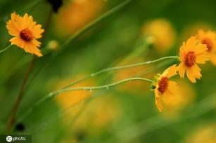 江苏淮安：雨后植物清新靓丽