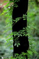 江苏淮安：雨后植物清新靓丽