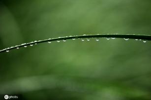 江苏淮安：雨后植物清新靓丽
