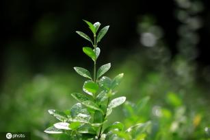 江苏淮安：雨后植物清新靓丽