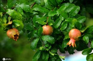 江苏淮安：雨后植物清新靓丽
