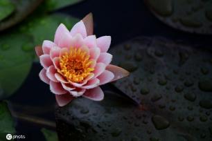 江苏淮安：雨后植物清新靓丽