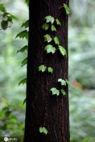 江苏淮安：雨后植物清新靓丽