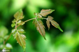 江苏淮安：雨后植物清新靓丽