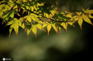 江苏淮安：雨后植物清新靓丽