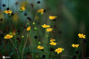 江苏淮安：雨后植物清新靓丽