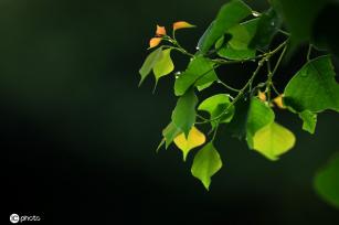 江苏淮安：雨后植物清新靓丽