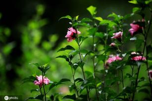 江苏淮安：雨后植物清新靓丽