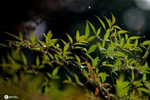 江苏淮安：雨后植物清新靓丽