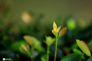 江苏淮安：雨后植物清新靓丽