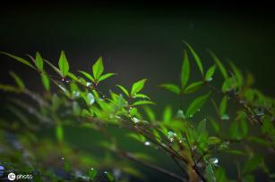 江苏淮安：雨后植物清新靓丽