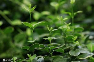 江苏淮安：雨后植物清新靓丽