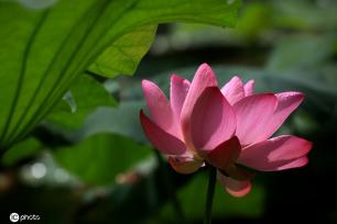 江苏淮安：雨后植物清新靓丽