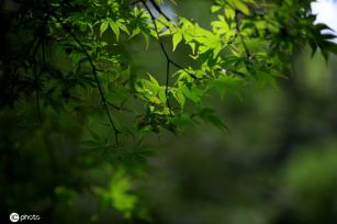 江苏淮安：雨后植物清新靓丽