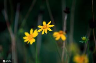 江苏淮安：雨后植物清新靓丽