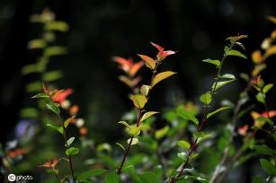 江苏淮安：雨后植物清新靓丽