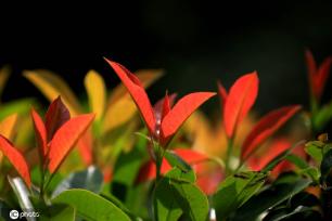 江苏淮安：雨后植物清新靓丽