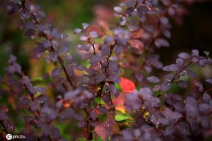 江苏淮安：雨后植物清新靓丽