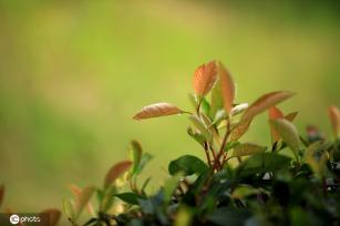 江苏淮安：雨后植物清新靓丽