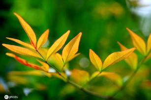 江苏淮安：雨后植物清新靓丽
