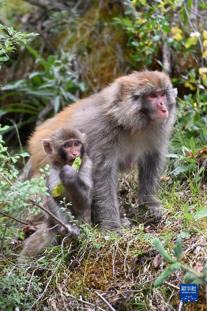 野生藏猕猴群栖息高原林场