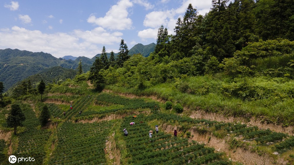 重庆秀山：高山辣椒丰收上市 推进乡村振兴