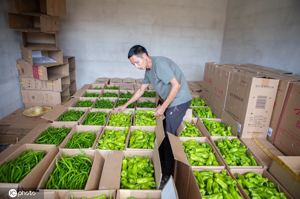 重庆秀山：高山辣椒丰收上市 推进乡村振兴