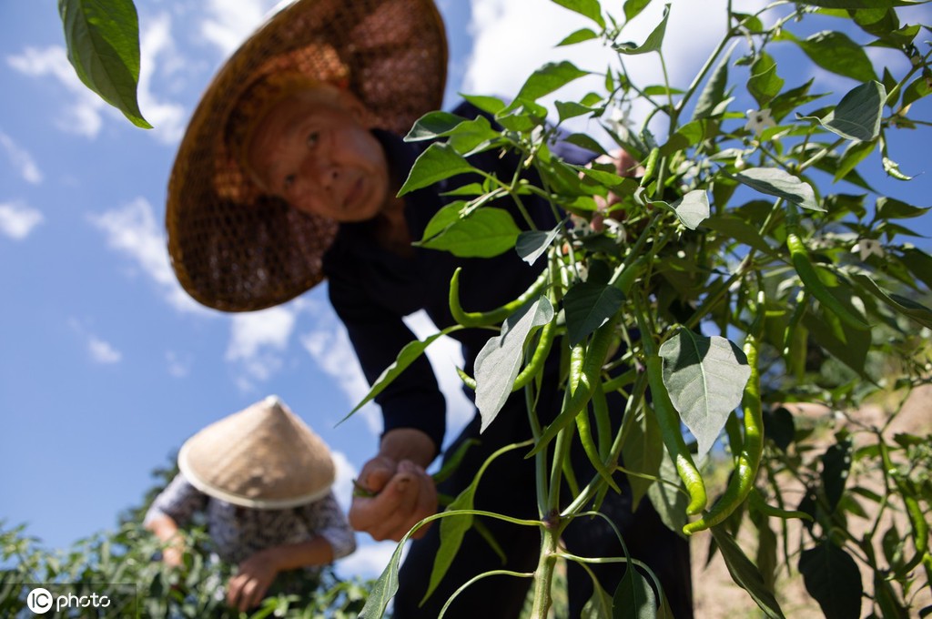 重庆秀山：高山辣椒丰收上市 推进乡村振兴