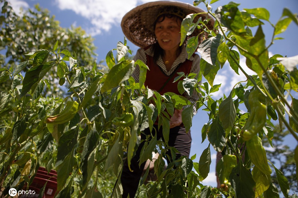 重庆秀山：高山辣椒丰收上市 推进乡村振兴