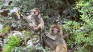 野生藏猕猴群栖息高原林场