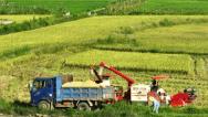 湖南道县：早稻飘香收割忙