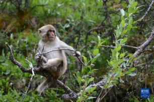 野生藏猕猴群栖息高原林场